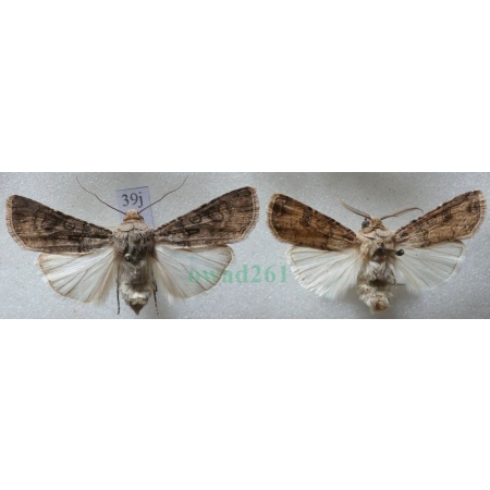 Agrotis segetum (Denis & Schiffermüller, 1775) pair Rolnica zbożówka Czech39j